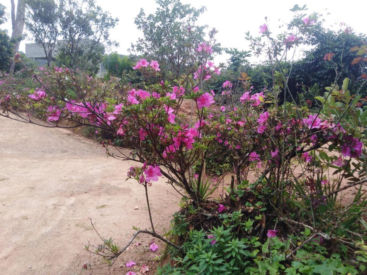 Forest Cyniciam Homestay 오히야 외부 사진