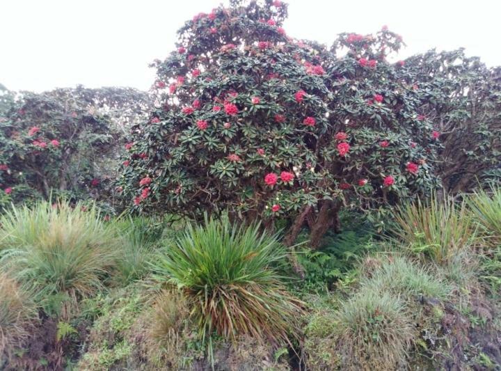 Forest Cyniciam Homestay 오히야 외부 사진